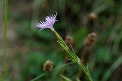 Dianthus hyssopifolius hyssopifolius