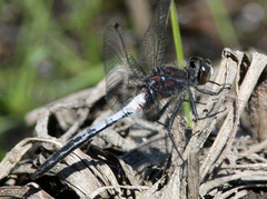 Leucorrhinia proxima