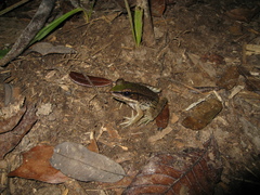 Lithobates palmipes