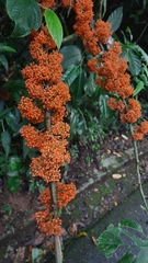 Urera caracasana