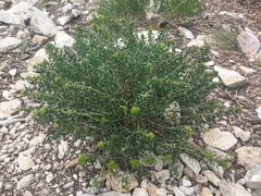 Chrysothamnus viscidiflorus viscidiflorus