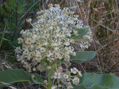 Asclepias eriocarpa