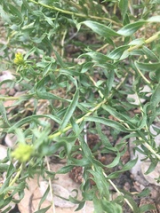 Chrysothamnus viscidiflorus viscidiflorus