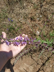 Salvia virgata