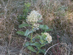 Asclepias eriocarpa