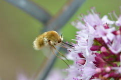 Bombylius