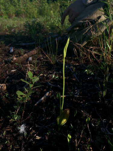 Image of Ophioglossum pusillum by no rights reserved