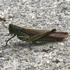 Schistocerca alutacea