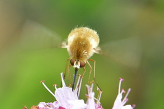 Bombylius