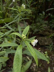 Asclepias nivea