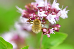 Bombylius