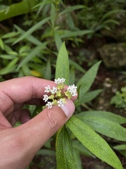 Asclepias nivea