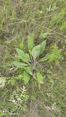 Plantago urvillei