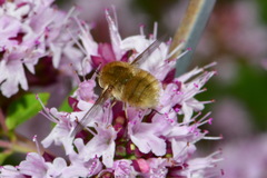 Bombylius