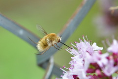 Bombylius