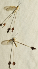 Lertha sofiae