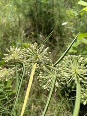 Asclepias hirtella