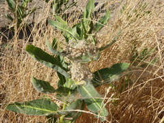 Asclepias eriocarpa