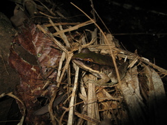 Lithobates palmipes