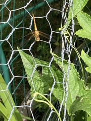 Sympetrum semicinctum