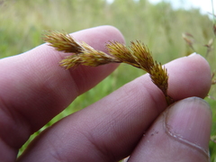 Carex scoparia image