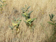 Asclepias eriocarpa