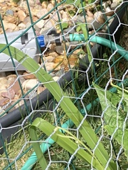 Sympetrum semicinctum