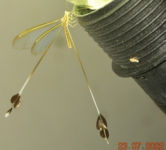Lertha sofiae