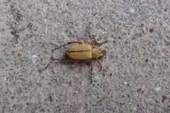 Macrodactylus angustatus