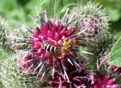 Halictus sexcinctus