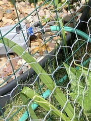 Sympetrum semicinctum