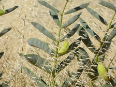 Asclepias eriocarpa