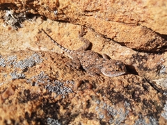 Agama aculeata distanti