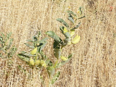 Asclepias eriocarpa
