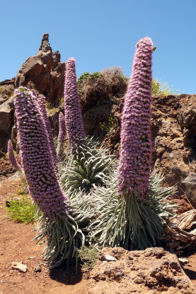 Echium perezii