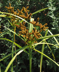 Cyperus alopecuroides