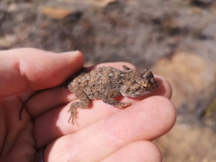 Agama aculeata distanti