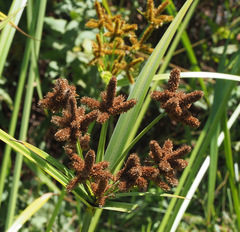 Cyperus alopecuroides
