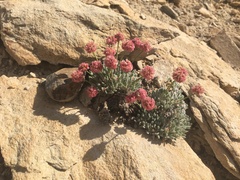 Eriogonum gracilipes