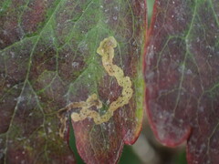 Phytomyza minuscula