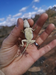 Agama aculeata distanti