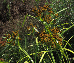 Cyperus alopecuroides