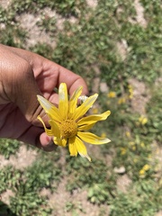 Enceliopsis nudicaulis