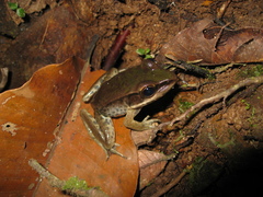 Lithobates palmipes