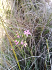 Acmadenia macropetala
