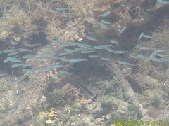 Ocyurus chrysurus