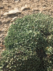 Petrophytum caespitosum caespitosum