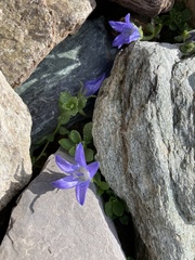 Campanula cenisia
