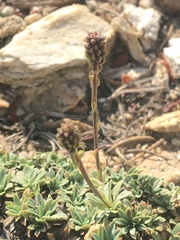 Petrophytum caespitosum caespitosum