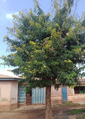 Senna surattensis